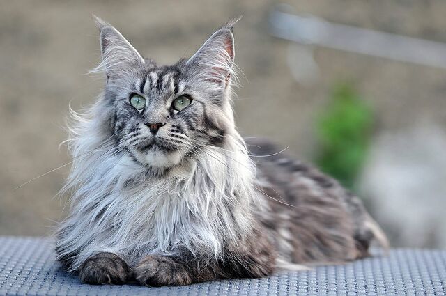 Archivo:Main coon.jpg
