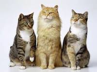Gatos