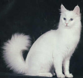 Gato Angora Wiki Cat Fandom