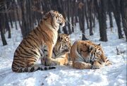 Амурские тигры