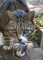 Кот и мышь