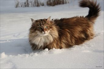 Norvezhskaya Lesnaya Koshka Koshka I Koshki Viki Fandom