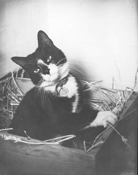 Unsinkable Sam Bef1941 1955 Catpedia Wiki Fandom - sam cat roblox