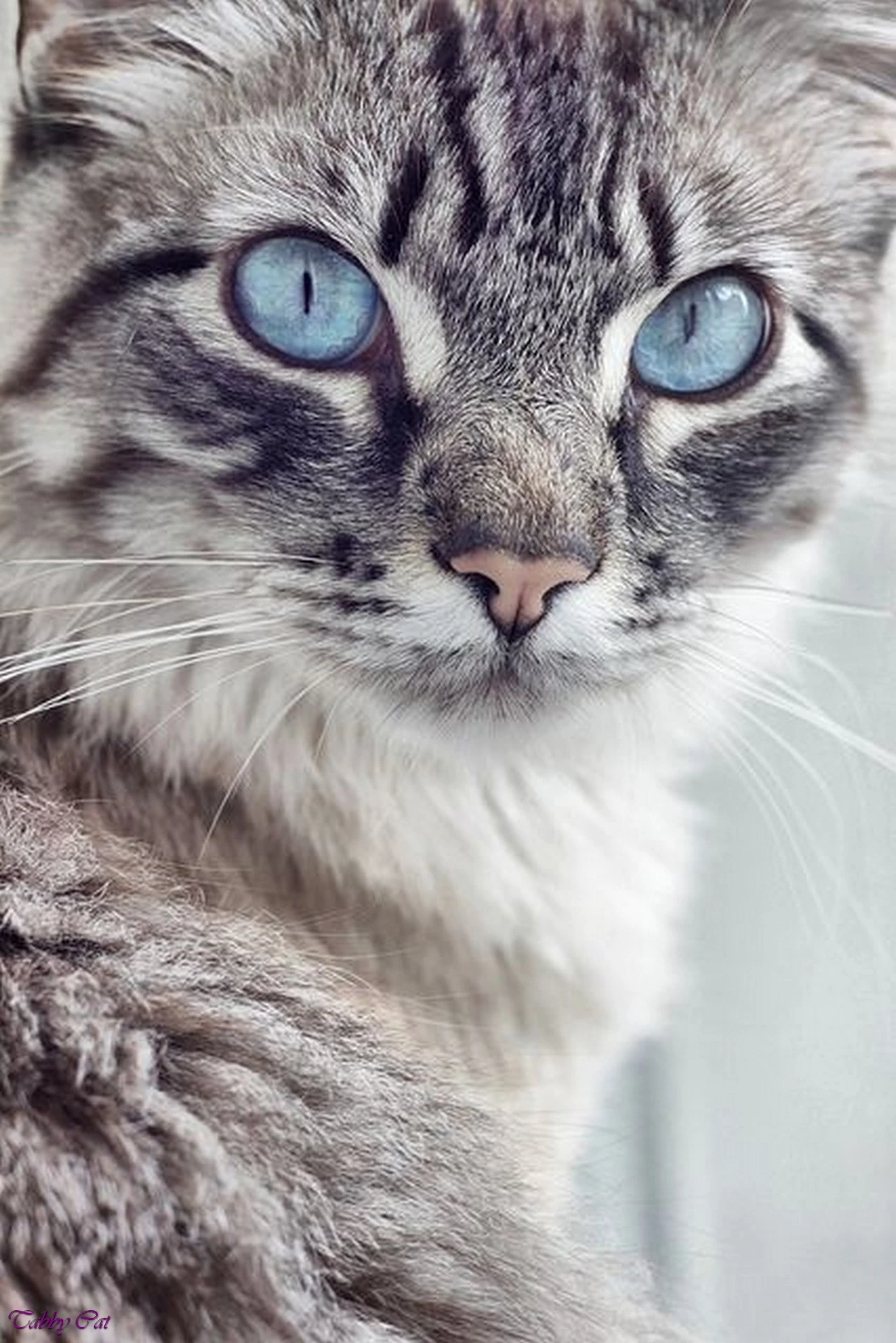 blue grey tabby cat