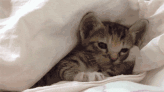 Tumblr nic7ocjm6Z1rqlpoto1 400