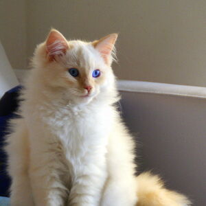 Ragdoll Cats Wiki Fandom