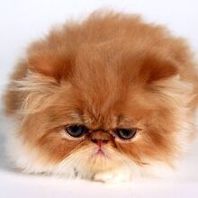 Persian Cats Gallery Cats Wiki Fandom