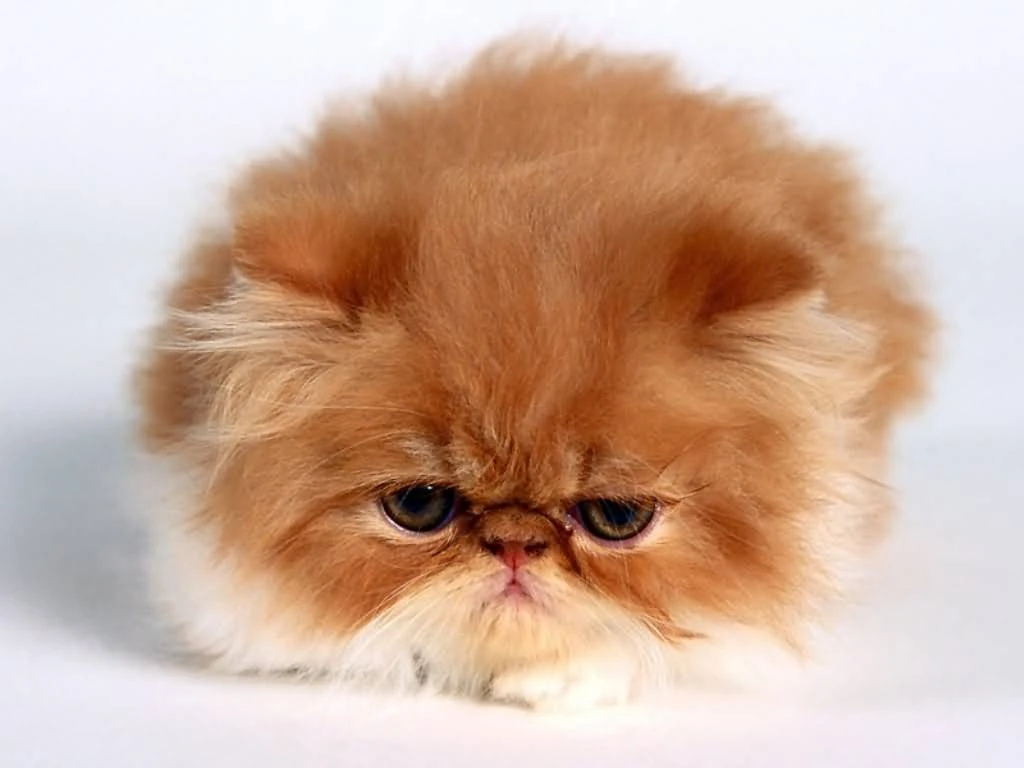 Image - Beautiful Orange Teacup Persian Cat.jpg | Cats Wiki | FANDOM