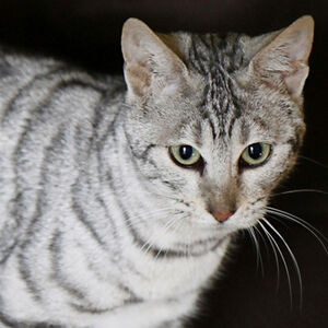 Toyger Cats Gallery Cats Wiki Fandom
