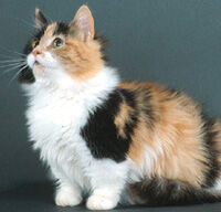 Munchkin Breed Cats Wiki Fandom
