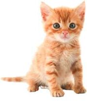 Orange kitten