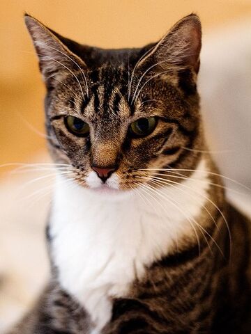 File:American Shorthair.jpg