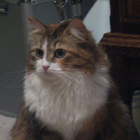 Siberian Cats Wiki Fandom