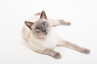 Lilac Point Cats Wiki Fandom