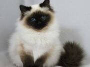 Birman