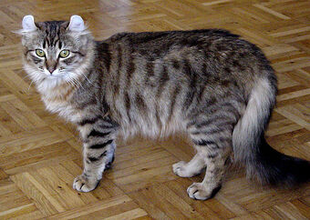 American Curl Cats Wiki Fandom