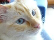 Ragdollflame2