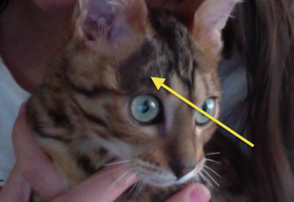 Ringworm Cats Wiki Fandom