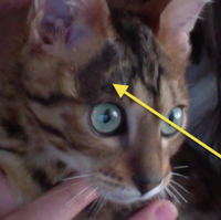 Ringworm Cats Wiki Fandom
