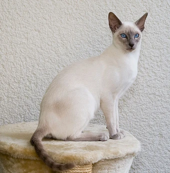 Siamese Cats Wiki Fandom