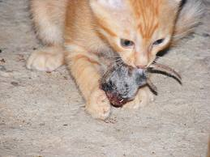 Kit eat