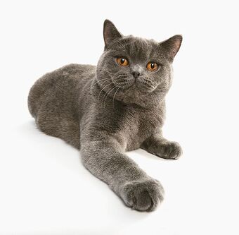 British Shorthair Cats Wiki Fandom