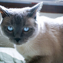 Siamese Cats Gallery Cats Wiki Fandom