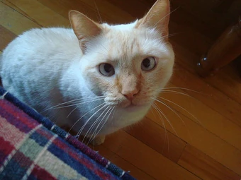 Colorpoint Shorthair Cats Wiki Fandom