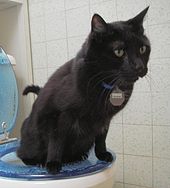 170px-Toilet Trained Cat 22 Aug 2005-1-