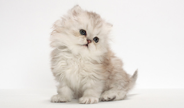 image white persian kitten jpg cats wiki fandom powered by wikia