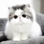 Persian | Cats Wiki | FANDOM powered by Wikia