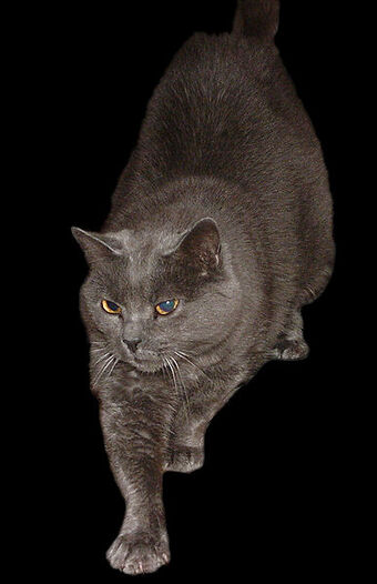 Chartreux Cats Wiki Fandom