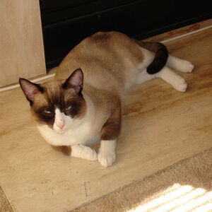 Snowshoe Cats Wiki Fandom