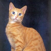 Ojos Azules Cats Wiki Fandom