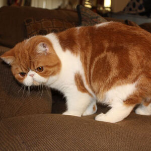 Exotic Shorthair Cats Wiki Fandom