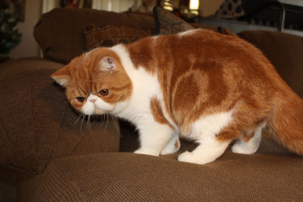 Exotic Shorthair | Cats Wiki | Fandom