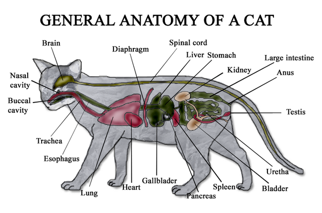 Cat Anatomy | Cats Wiki | FANDOM powered by Wikia