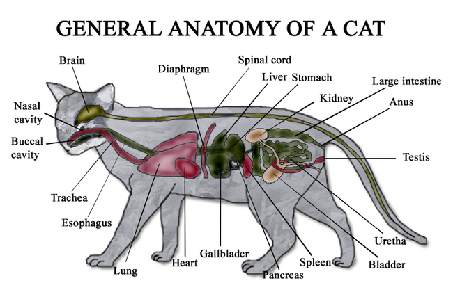Cat Anatomy | Cats Wiki | Fandom