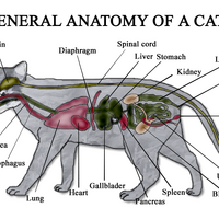 Cat Anatomy Cats Wiki Fandom