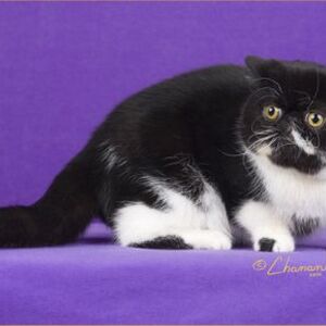 Exotic Shorthair Cats Wiki Fandom
