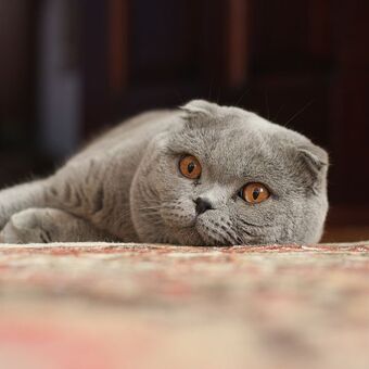 Scottish Fold Cats Wiki Fandom