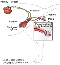 Feline Lower Urinary Tract Disease Cats Wiki FANDOM powered by Wikia