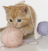 Catyarn