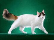 Turkish-van-cat-1