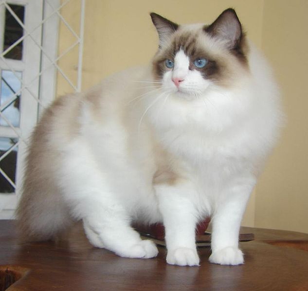 Ragdoll | Cats Wiki | FANDOM powered by Wikia