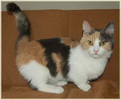 Calico Cats Wiki Fandom