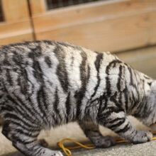 Toyger Cats Gallery Cats Wiki Fandom