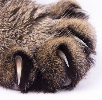 Cat Anatomy Cats Wiki Fandom
