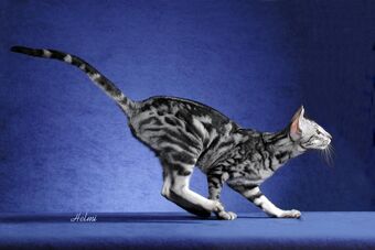 Oriental Cat Cats Wiki Fandom