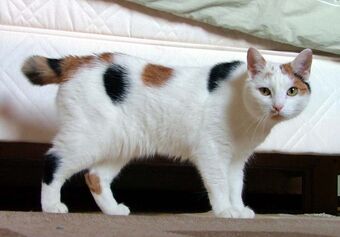 Manx Cats Wiki Fandom